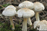 Spotted agaric (Collybia maculata)