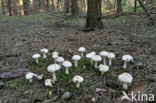 Spotted agaric (Collybia maculata)