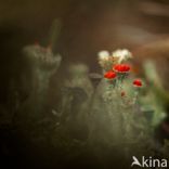 Rood bekermos (Cladonia coccifera)