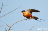 Roodborstzwaluw (Hirundo semirufa)