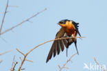 Roodborstzwaluw (Hirundo semirufa)