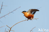 Roodborstzwaluw (Hirundo semirufa)