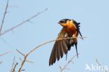 Rufous-chested Swallow (Hirundo semirufa)