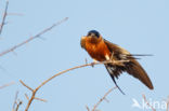 Rufous-chested Swallow (Hirundo semirufa)