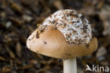 Roodbruine slanke amaniet (Amanita fulva)