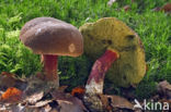 Roodsteelfluweelboleet (Boletus chrysenteron)