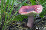 Roodvoetrussula (Russula xerampelina)