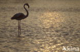 Roze flamingo (Phoenicopterus ruber)