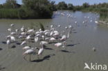 Roze flamingo (Phoenicopterus ruber)