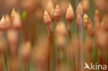 Bristly Haircap (Polytrichum piliferum)