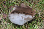 Puffball (Calvatia utriformis)