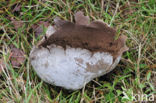 Ruitjesbovist (Calvatia utriformis)