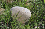 Ruitjesbovist (Calvatia utriformis)