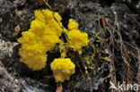 Scrambled egg slime (Fuligo septica)