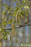 Ruwe berk (Betula pendula)