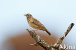 Sabota Lark (Mirafra sabota)