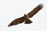 Savannearend (Aquila rapax)