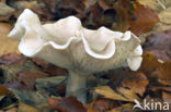 Fleecy Milk-cap (Lactarius vellereus)