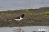 Oystercatcher (Haematopus ostralegus)