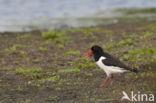 Oystercatcher (Haematopus ostralegus)