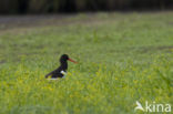 Oystercatcher (Haematopus ostralegus)