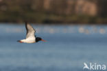 Oystercatcher (Haematopus ostralegus)