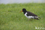 Scholekster (Haematopus ostralegus)