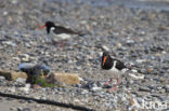 Oystercatcher (Haematopus ostralegus)