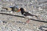 Oystercatcher (Haematopus ostralegus)