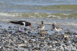 Scholekster (Haematopus ostralegus)