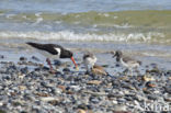 Scholekster (Haematopus ostralegus)