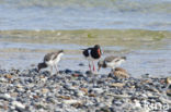 Scholekster (Haematopus ostralegus)