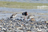 Oystercatcher (Haematopus ostralegus)