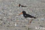 Oystercatcher (Haematopus ostralegus)