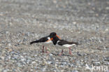 Oystercatcher (Haematopus ostralegus)