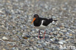 Oystercatcher (Haematopus ostralegus)