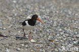 Oystercatcher (Haematopus ostralegus)