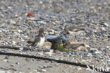 Oystercatcher (Haematopus ostralegus)