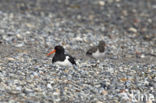 Oystercatcher (Haematopus ostralegus)