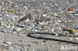 Oystercatcher (Haematopus ostralegus)