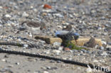 Oystercatcher (Haematopus ostralegus)