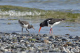 Oystercatcher (Haematopus ostralegus)