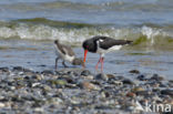 Scholekster (Haematopus ostralegus)