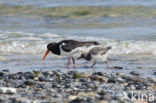 Oystercatcher (Haematopus ostralegus)