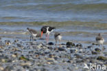 Oystercatcher (Haematopus ostralegus)