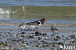 Oystercatcher (Haematopus ostralegus)