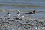 Oystercatcher (Haematopus ostralegus)