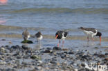 Oystercatcher (Haematopus ostralegus)