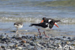 Oystercatcher (Haematopus ostralegus)