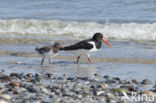 Scholekster (Haematopus ostralegus)